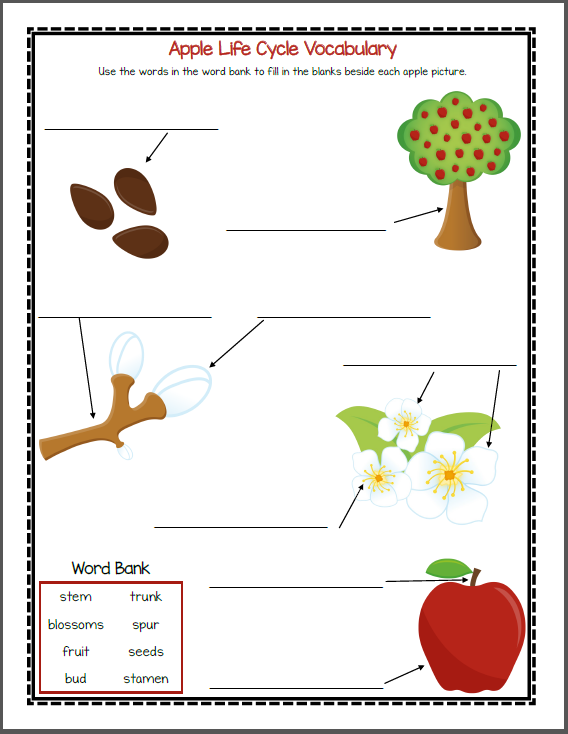 apple-life-cycle-printable-packet-mamas-learning-corner