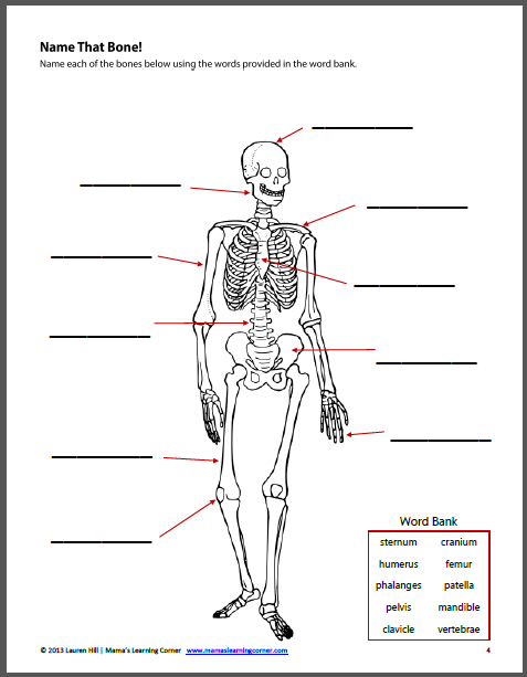 The Human Body Worksheets Mamas Learning Corner