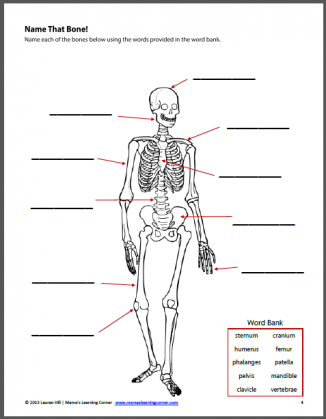 The Human Body Worksheet Packet for 1st-3rd Graders - Mamas Learning Corner