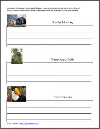 primary homework rainforest