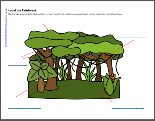 primary homework rainforest