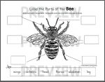 Bee Life Cycle Worksheets - Mamas Learning Corner