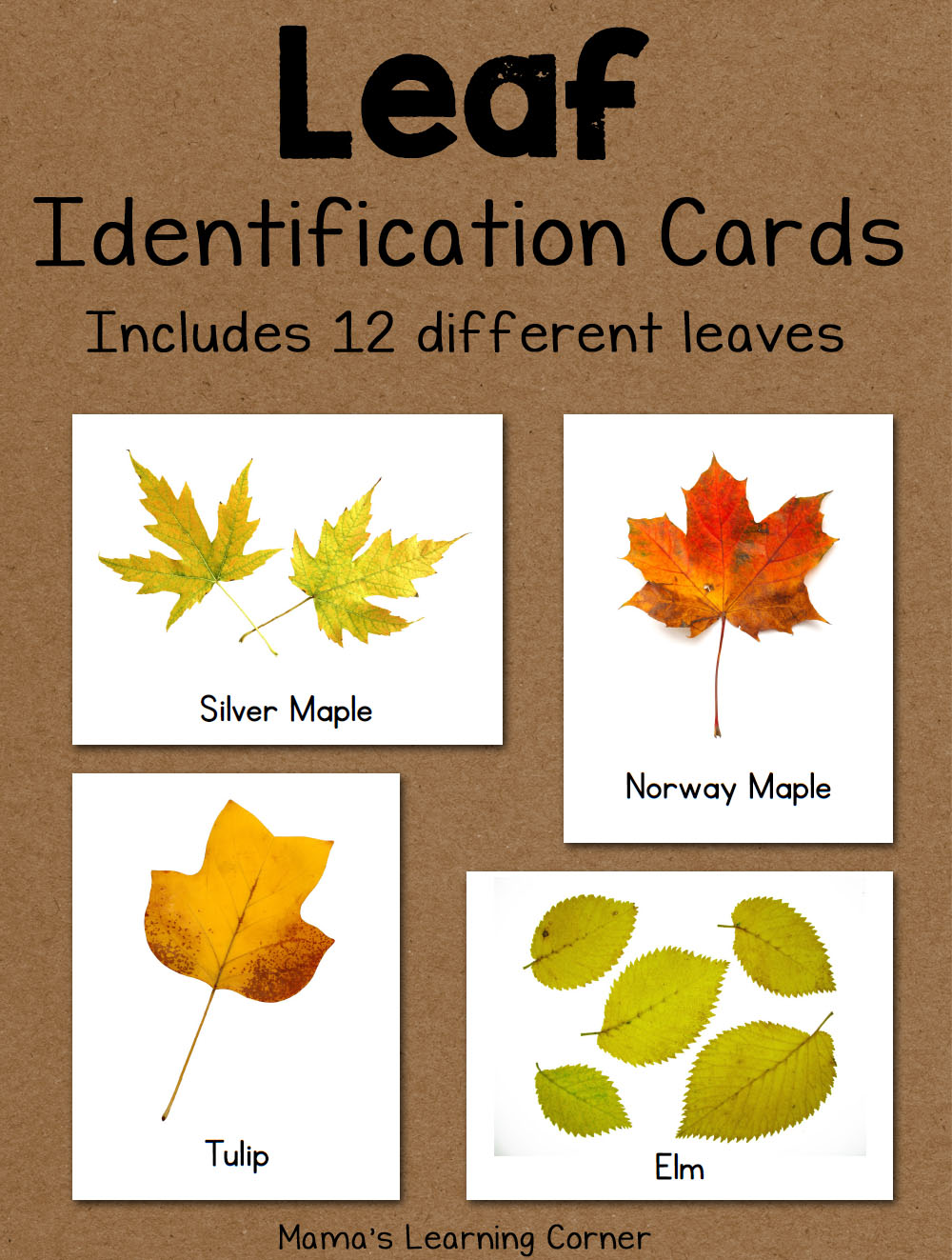 Leaf Identification Cards Free Printable Printable Templates