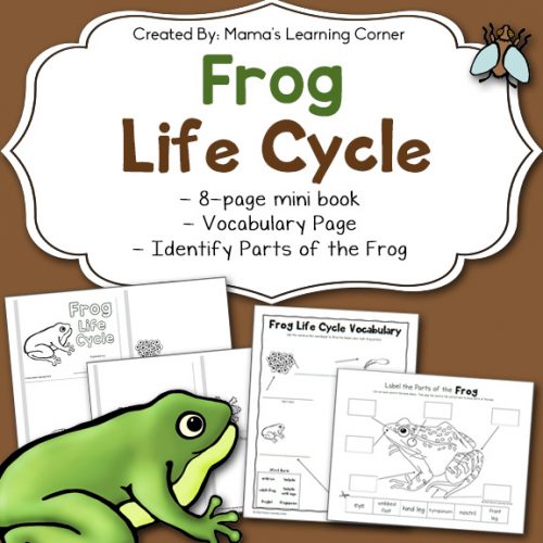 Frog Life Cycle Worksheets - Mamas Learning Corner