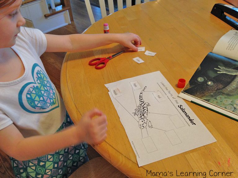 Life Cycle of a Salamander Worksheets - Mamas Learning Corner