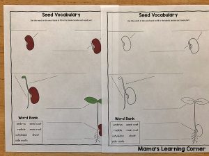 Seed Writing Activities - Mamas Learning Corner